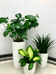 江北绿植租摆需求详细教程，新手零基础入门